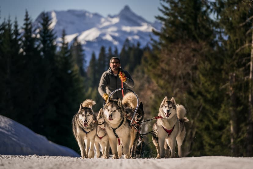 Huskies pulling along man on snowy path in Les Gets ski resort